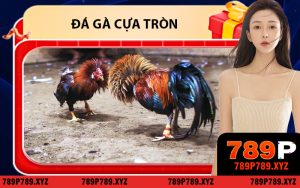 Đá Gà Cựa Tròn