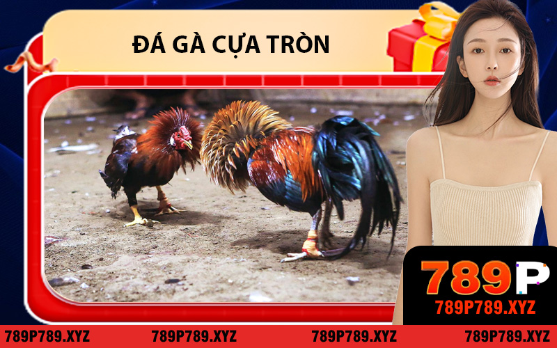 Đá Gà Cựa Tròn