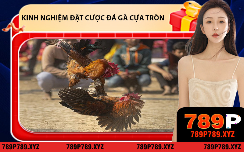 Kinh nghiệm đặt cược đá gà cựa tròn hiệu quả dành cho bạn