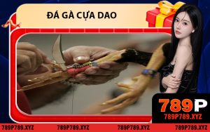 Đá gà cựa dao